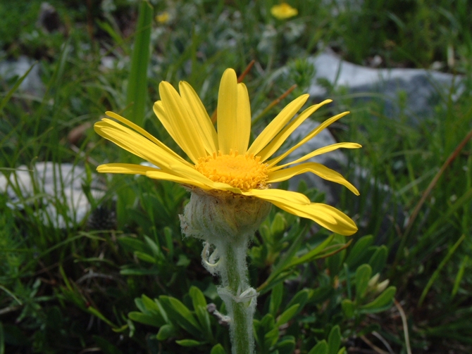 Margherite per Margherita (Ametista)